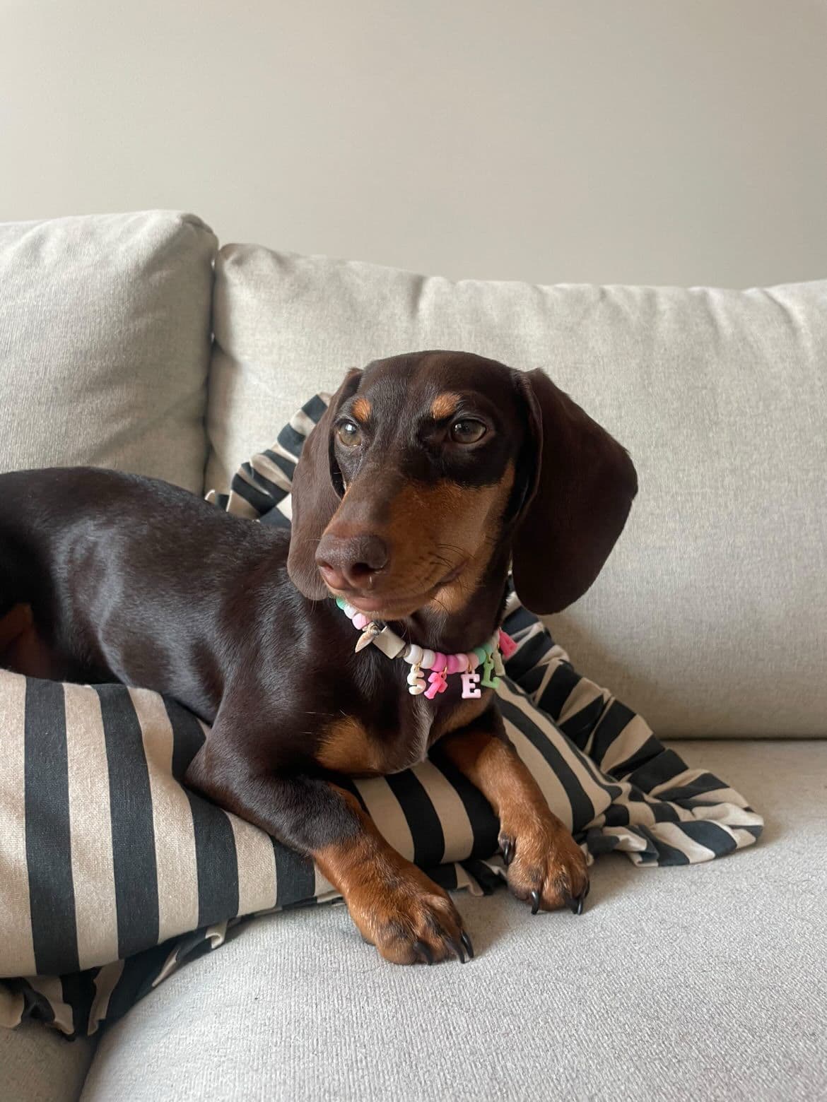 Dachshund on sofa with Ika collar