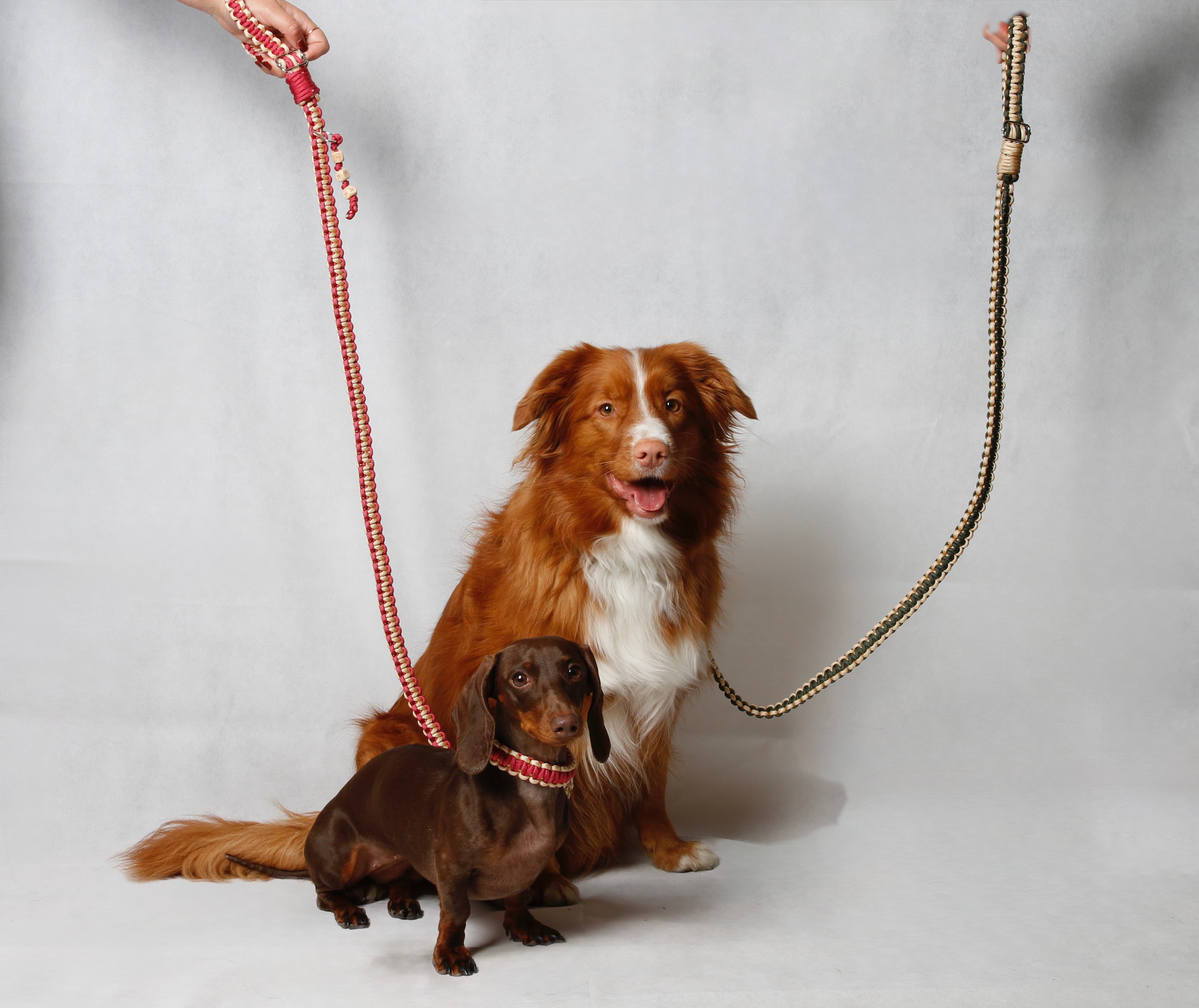 Two dogs with Ika leashes